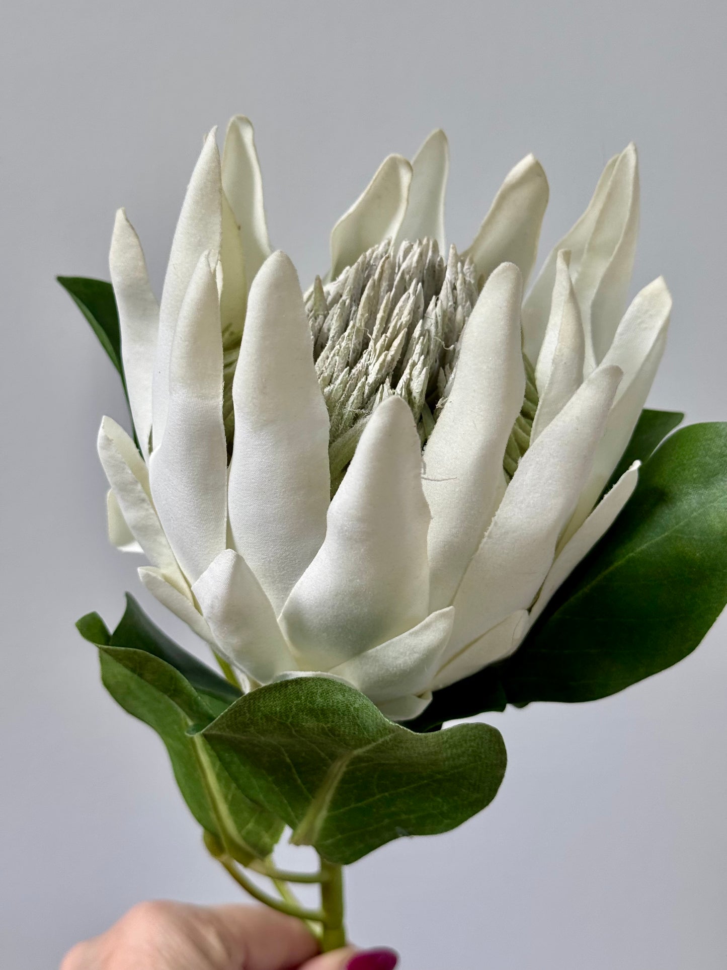 King Protea-White.