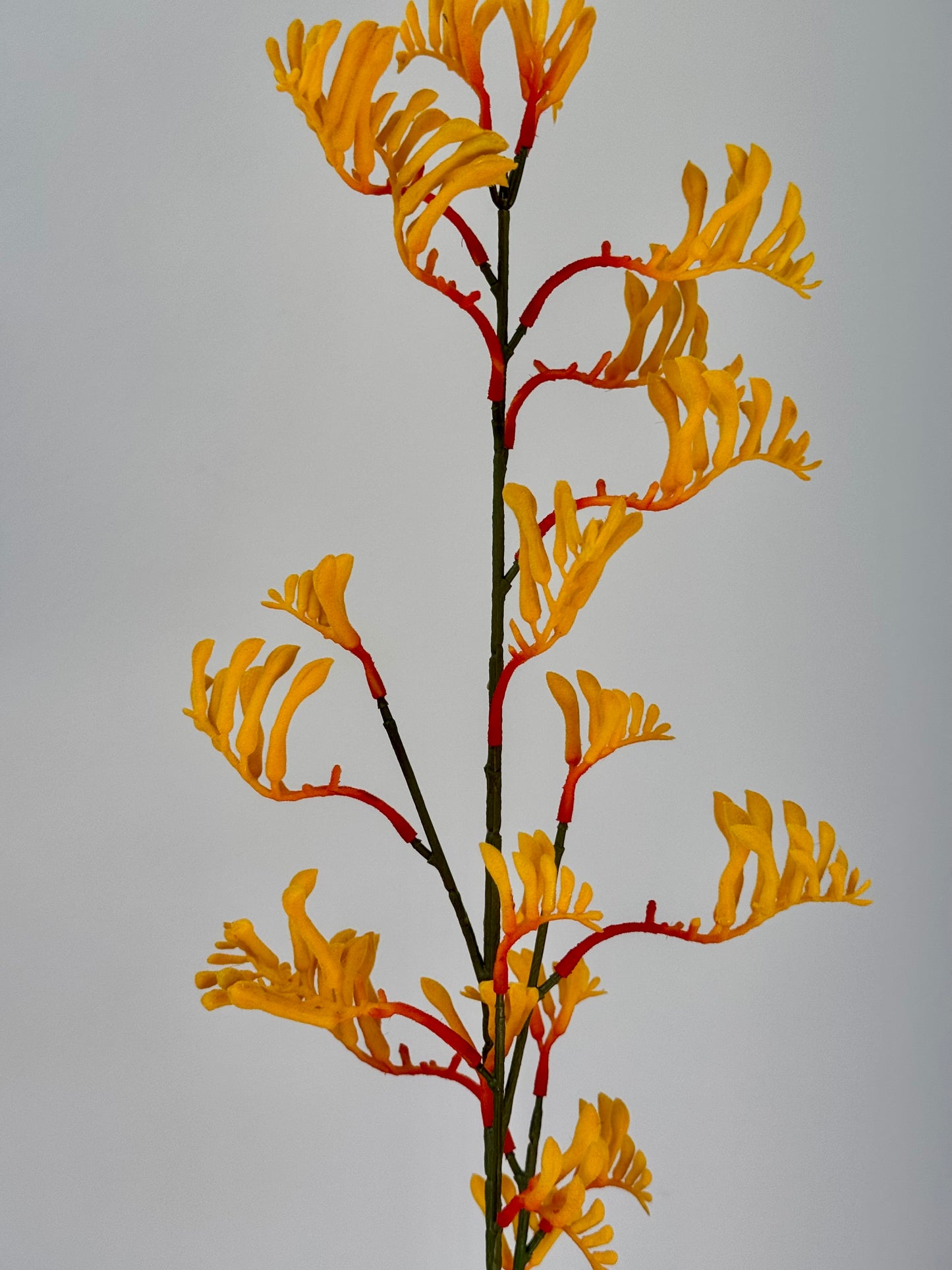 Kangeroo Paw- Yellow/Orange