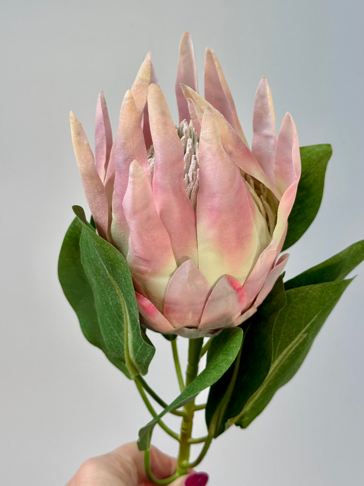 King Protea-Light Pink
