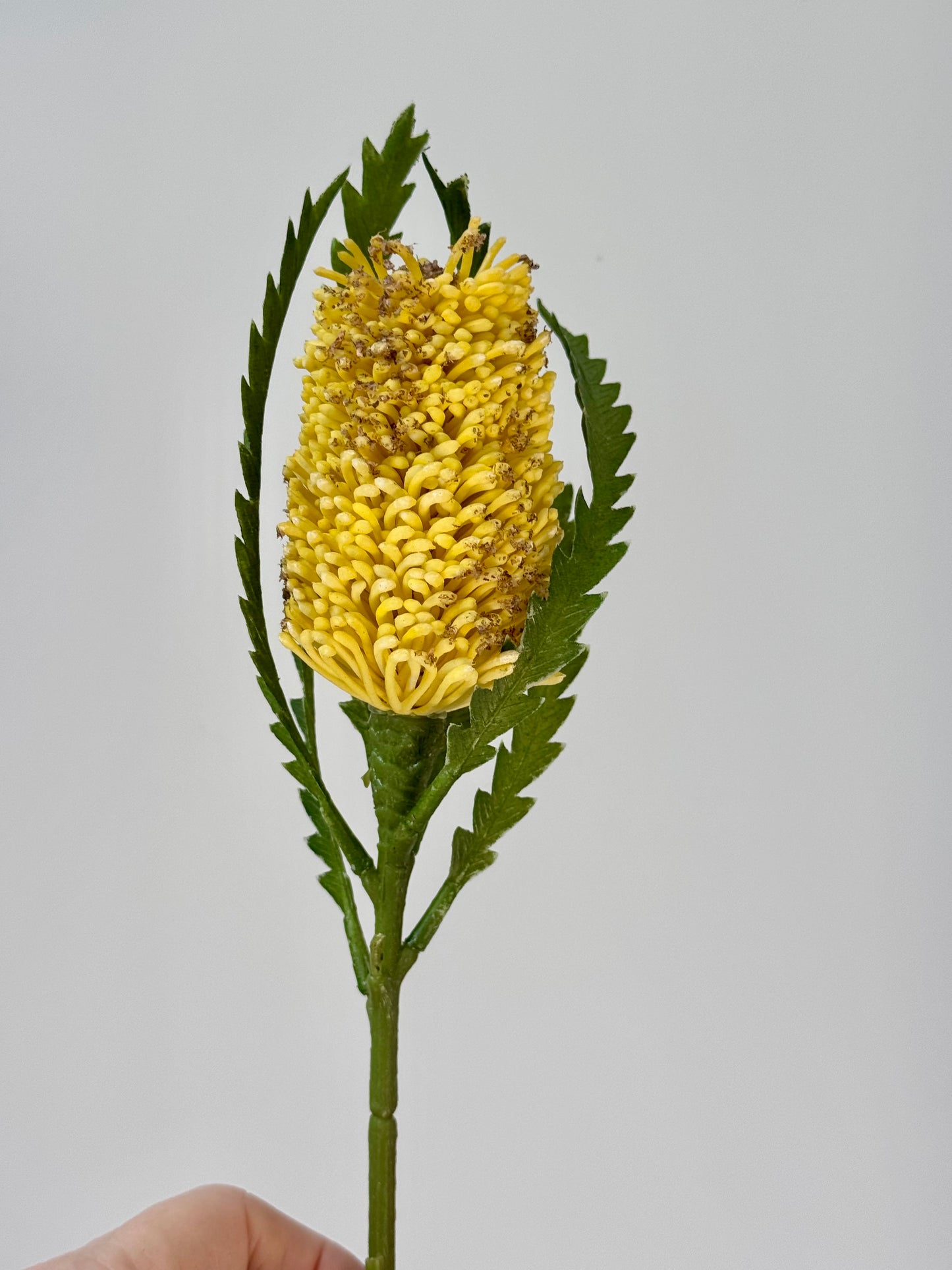 Pencil Banksia-Yellow