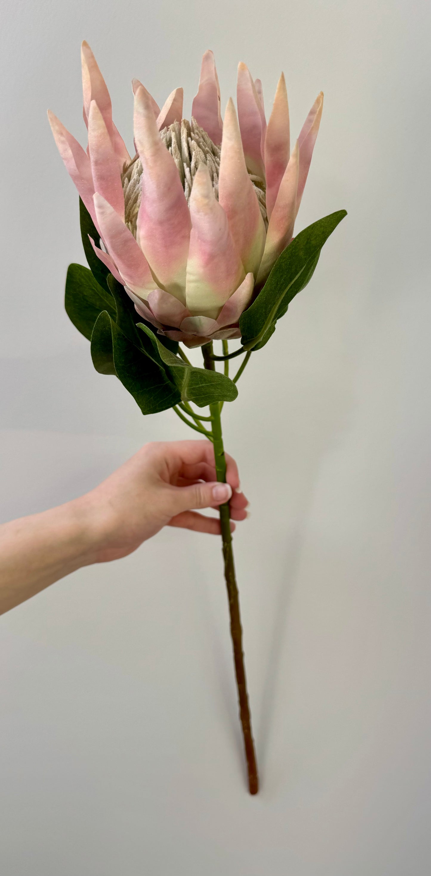 King Protea-Light Pink