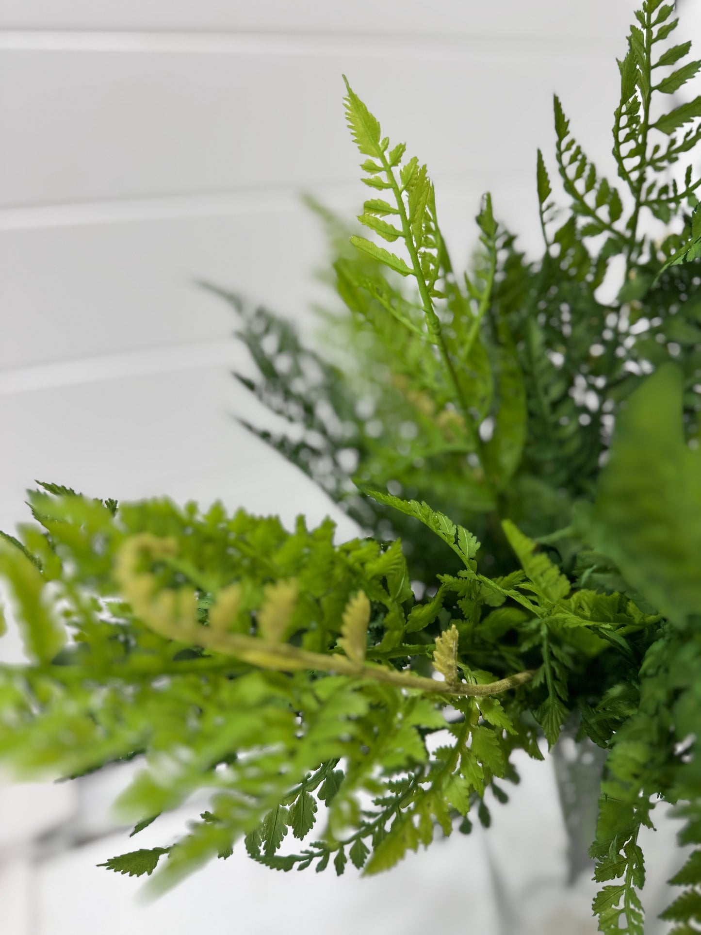 Leather fern bush