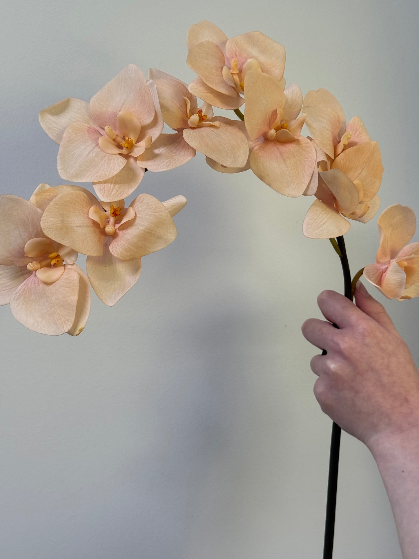 Orchid stem-