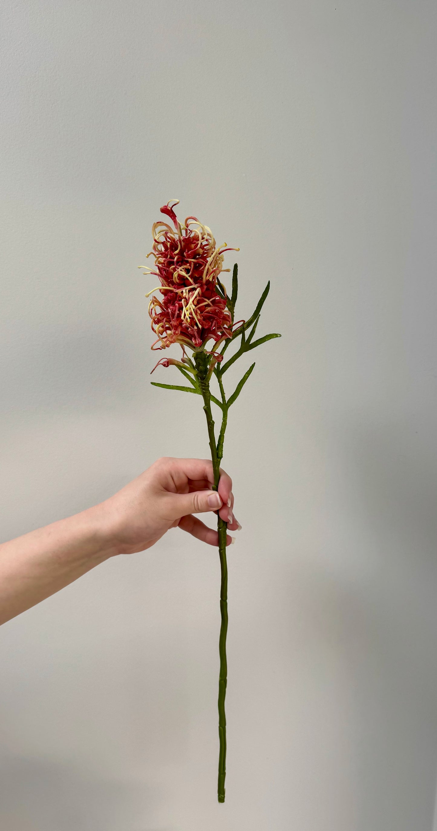 Grevillea-Burgundy/Cream
