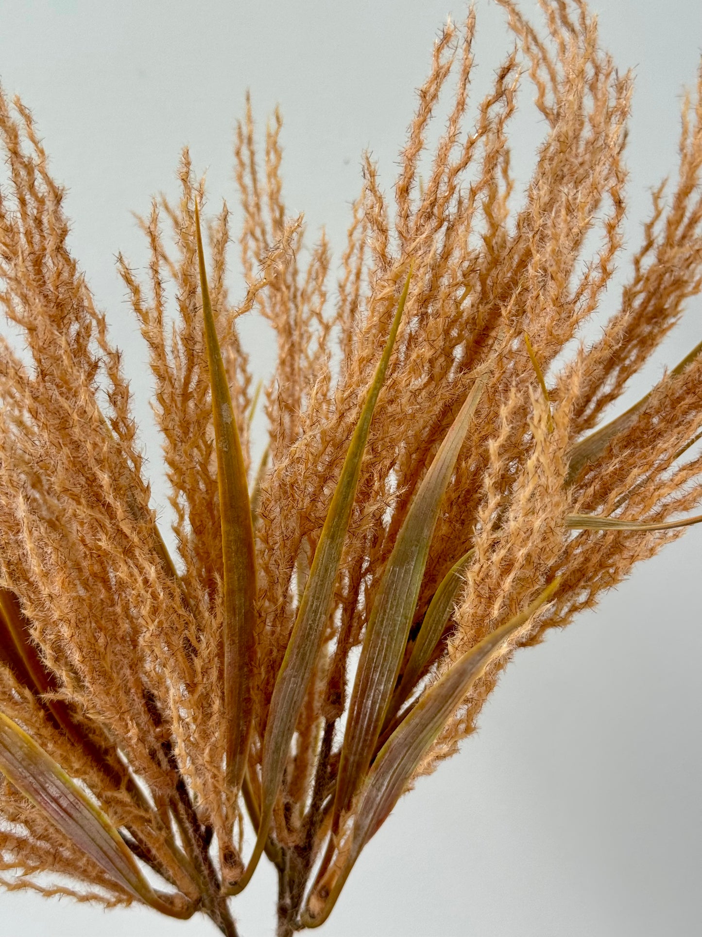 Plume grass-Toffee