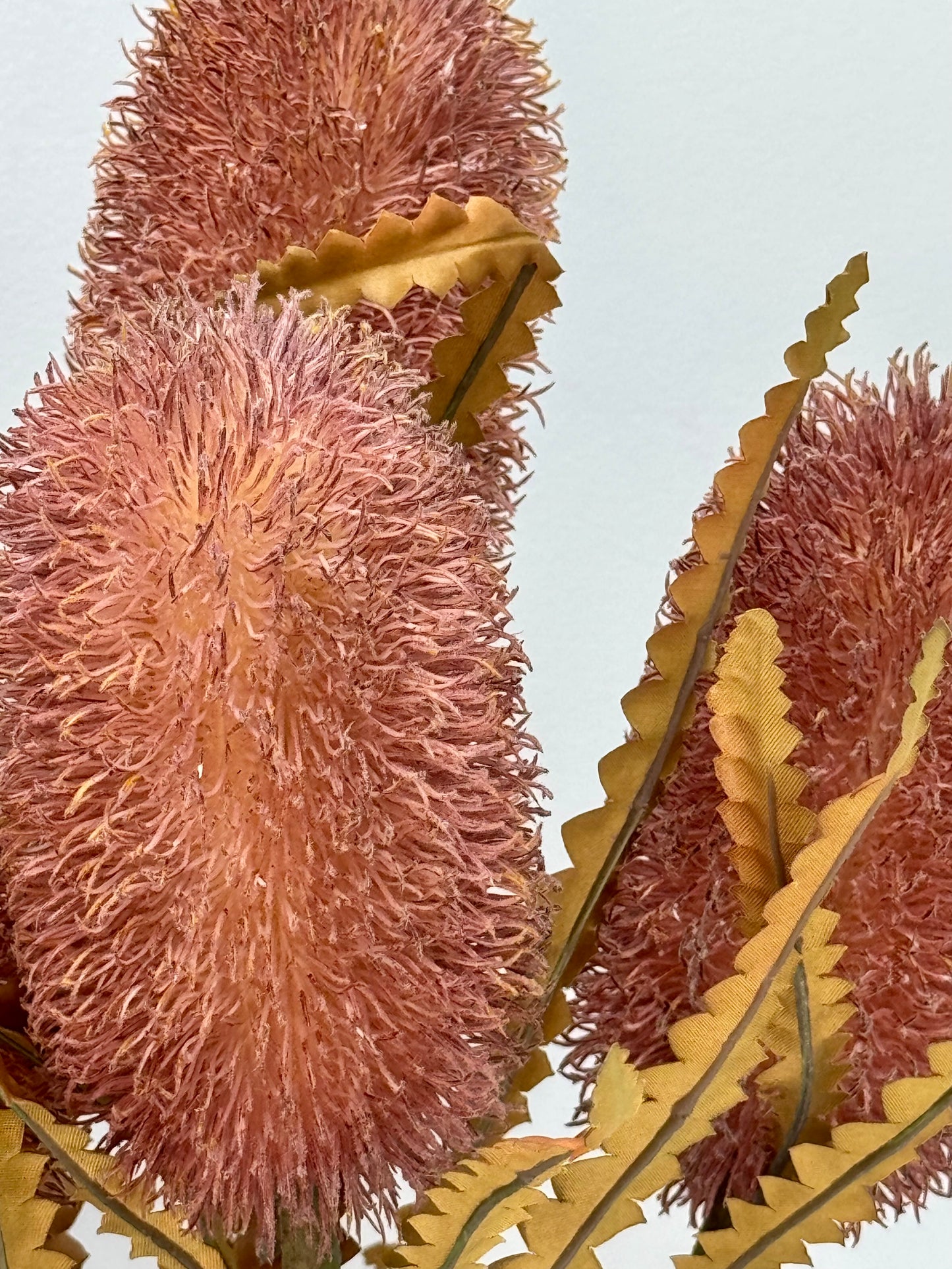 Banksia Serrata- Dusty Pink.