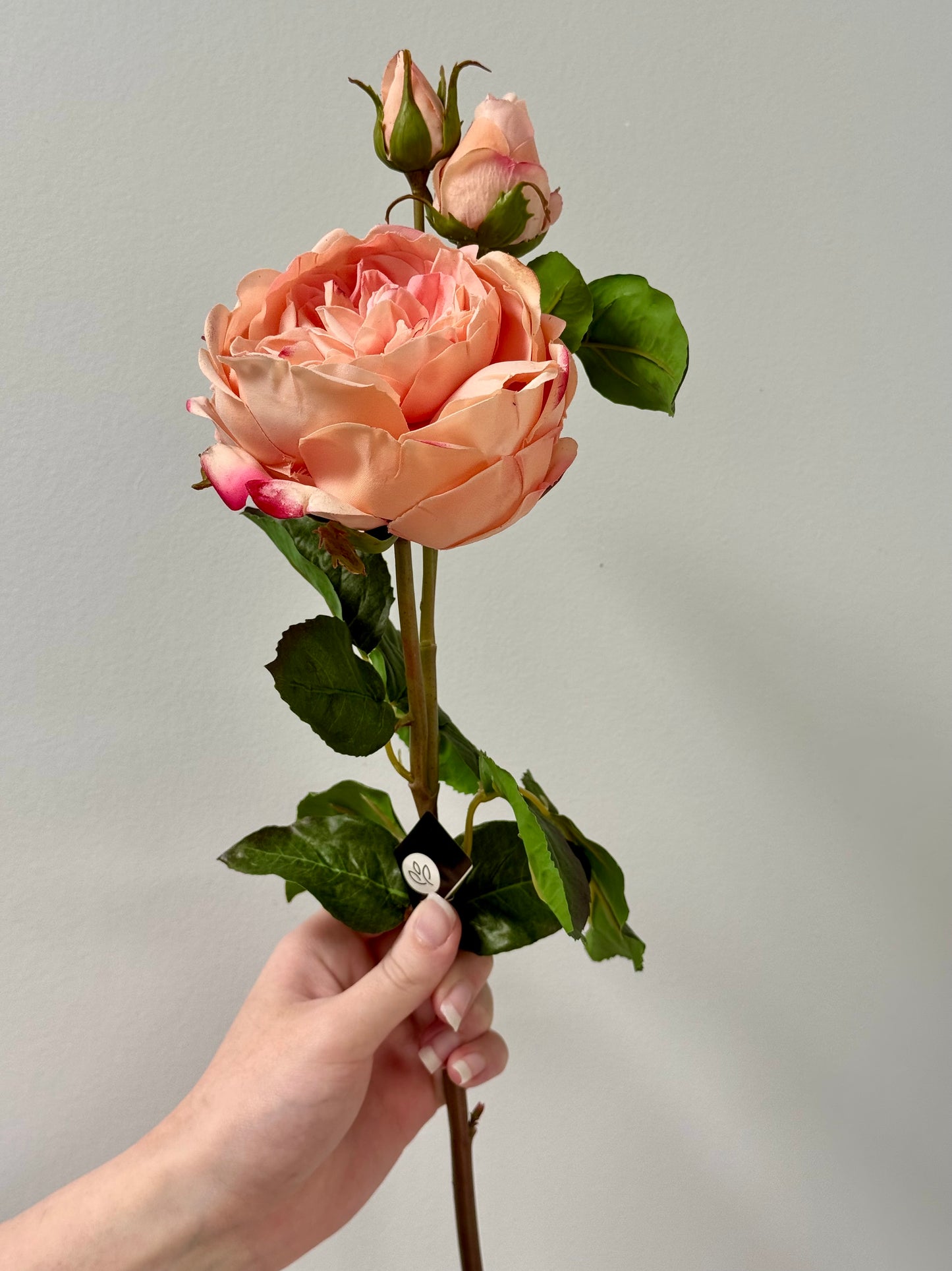 English Rose- Peach