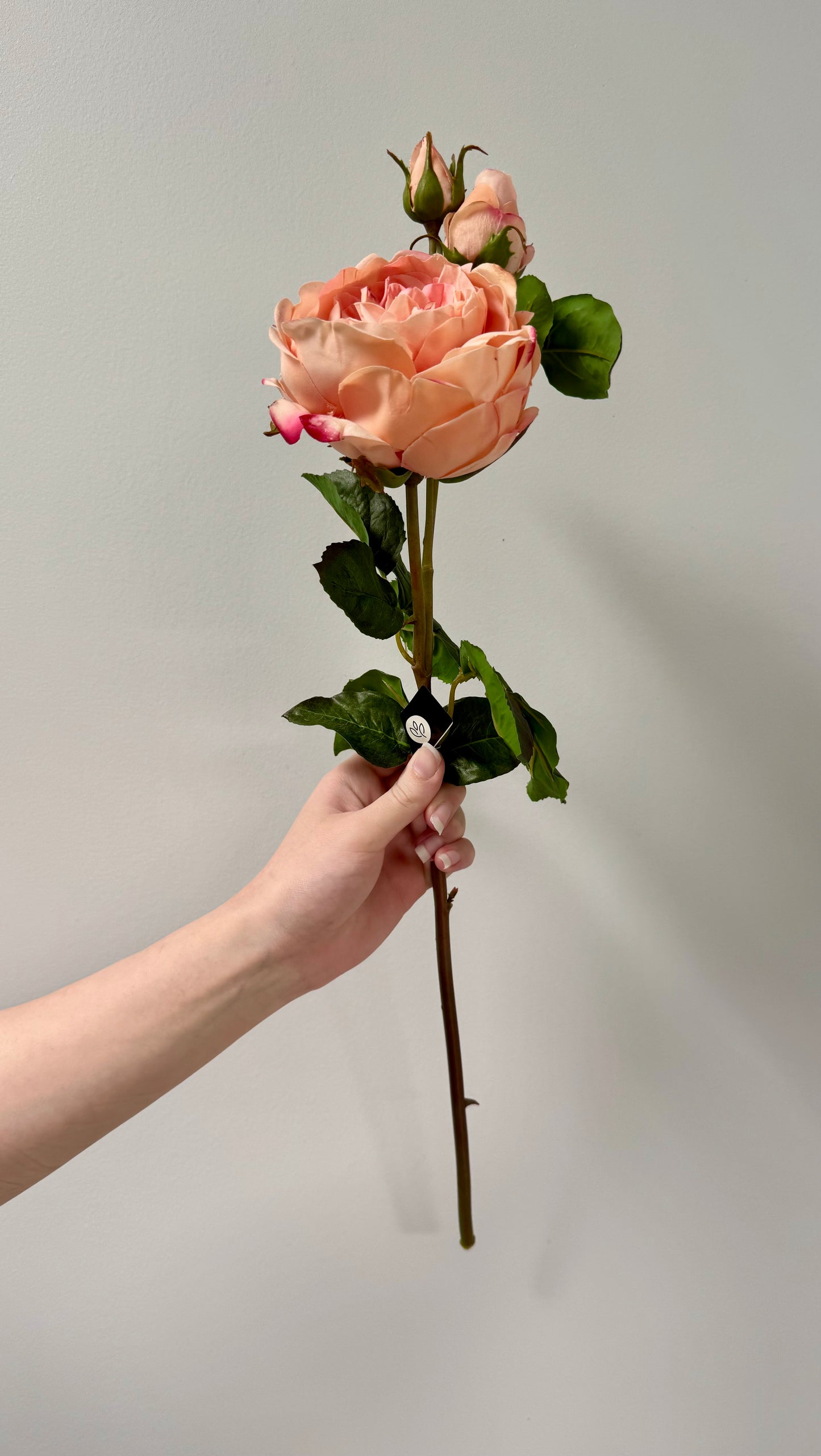 English Rose- Peach