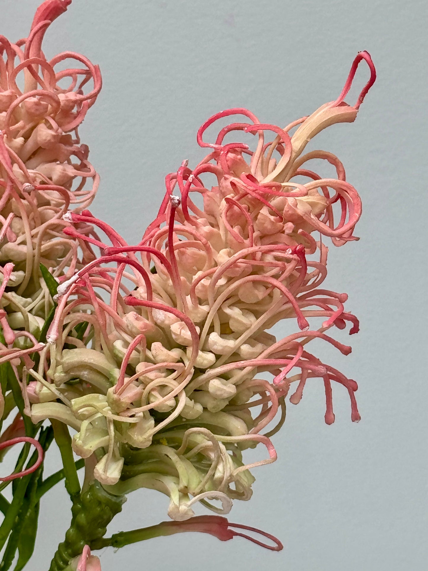 Grevillea- Pink and Green.