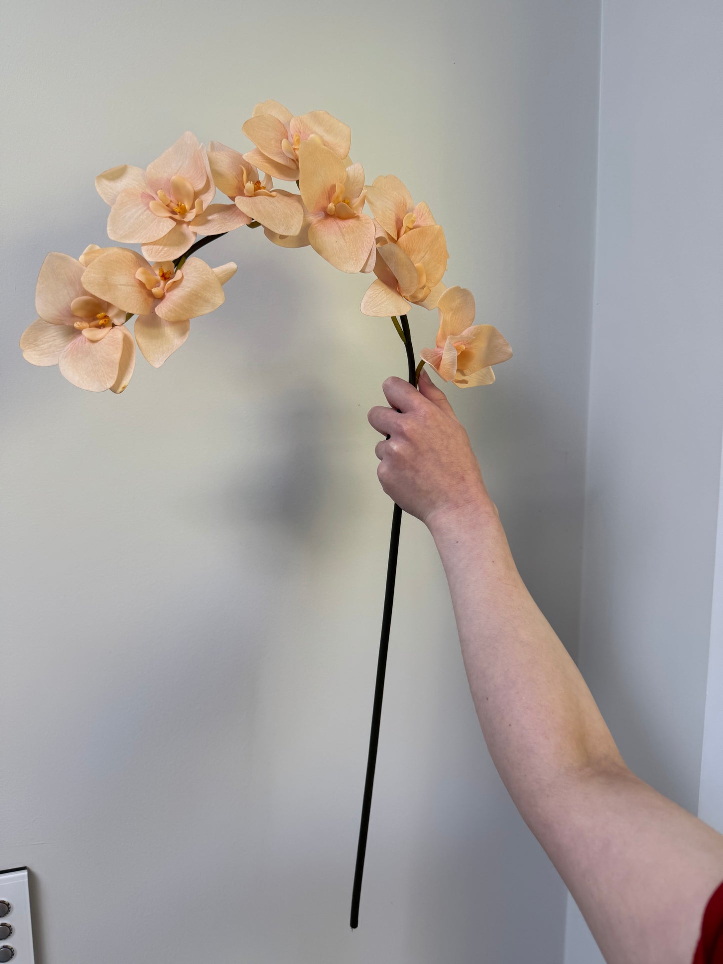 Orchid stem-