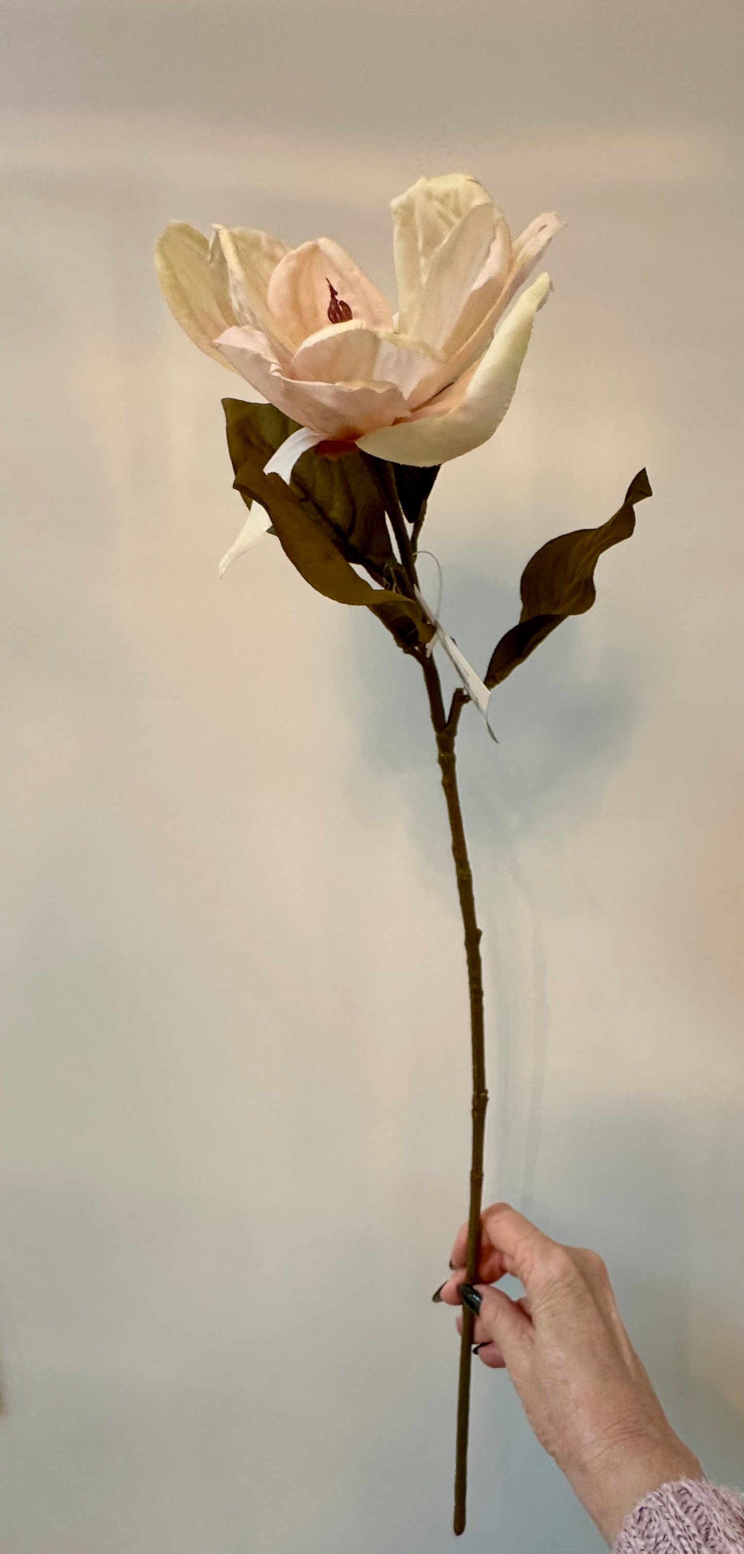 Magnolia-Cream