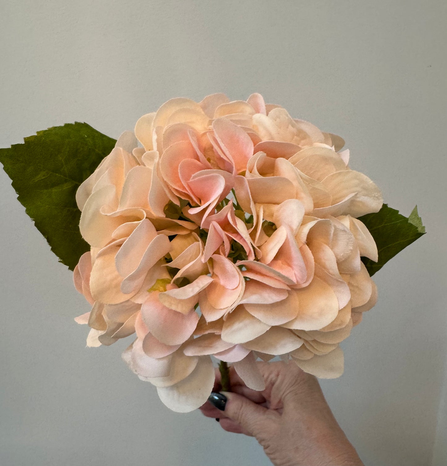 Hydrangea-Light Pink