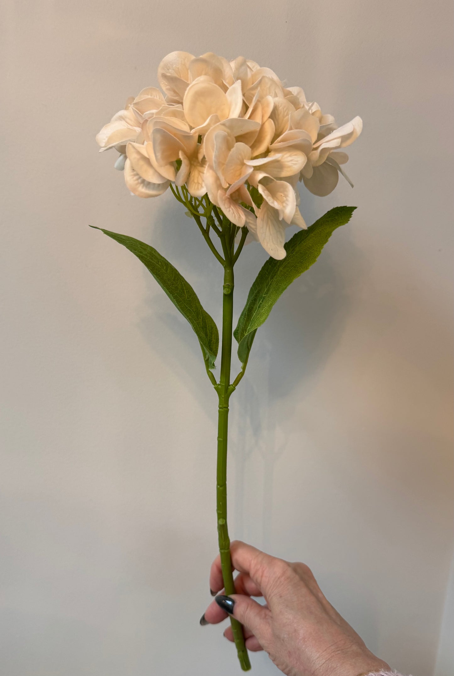 Hydrangea-Ivory