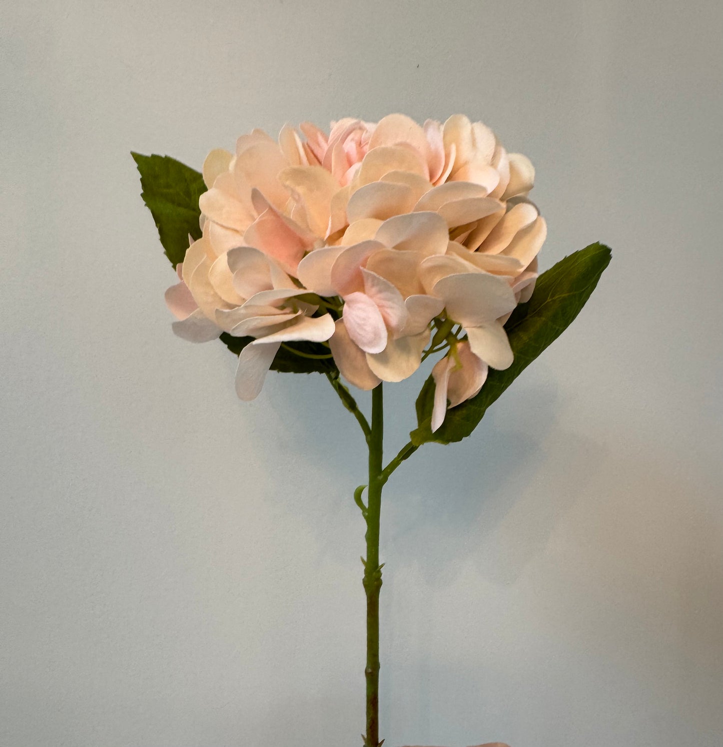 Hydrangea-Light Pink