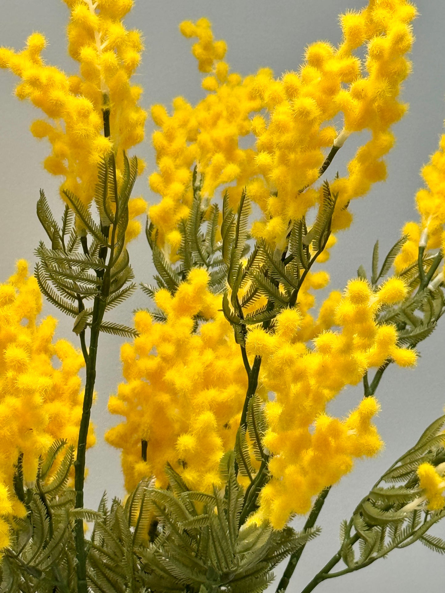Wattle Sprays