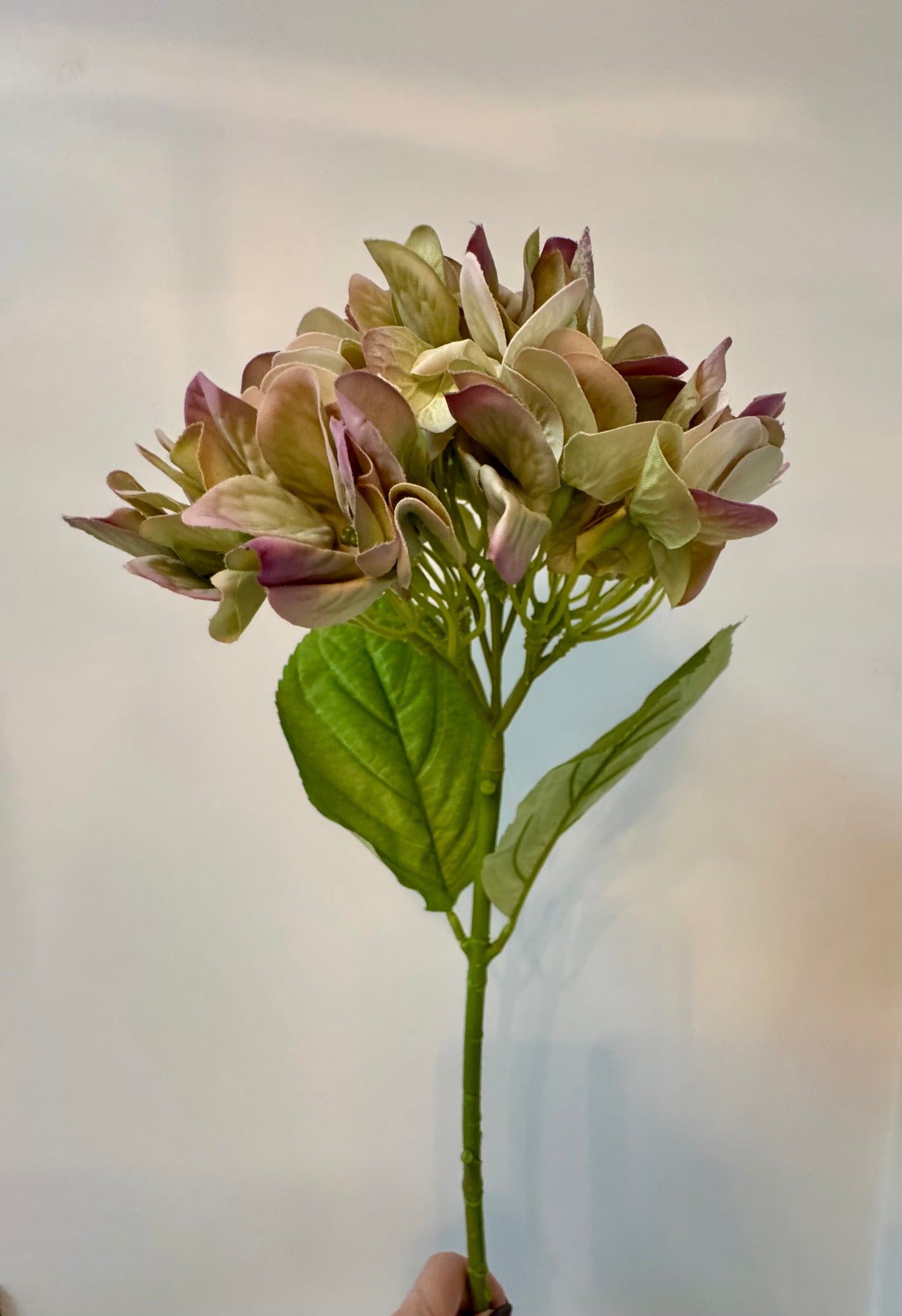 Hydrangea-Green/Mauve
