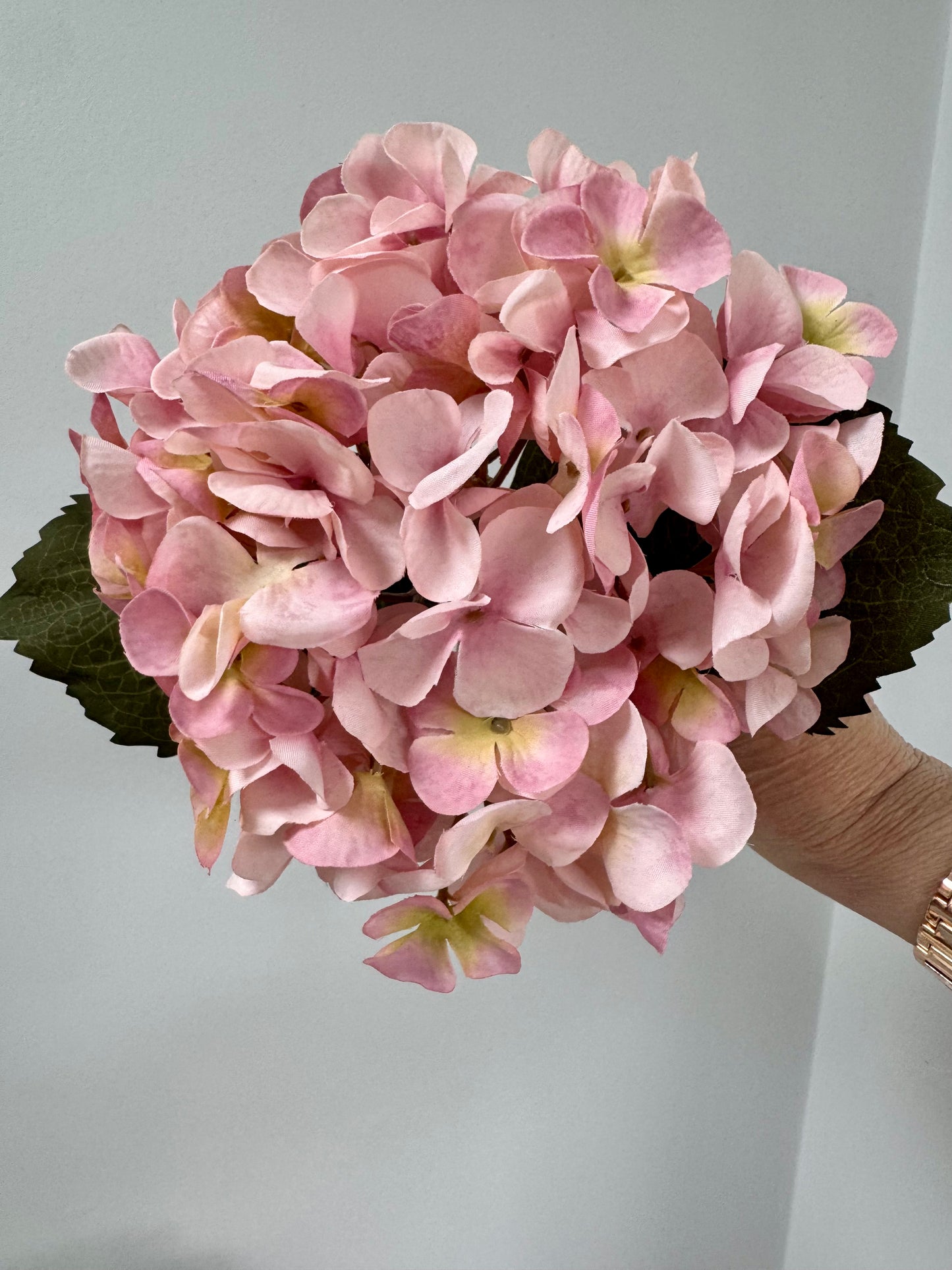 Hydrangea-Pink