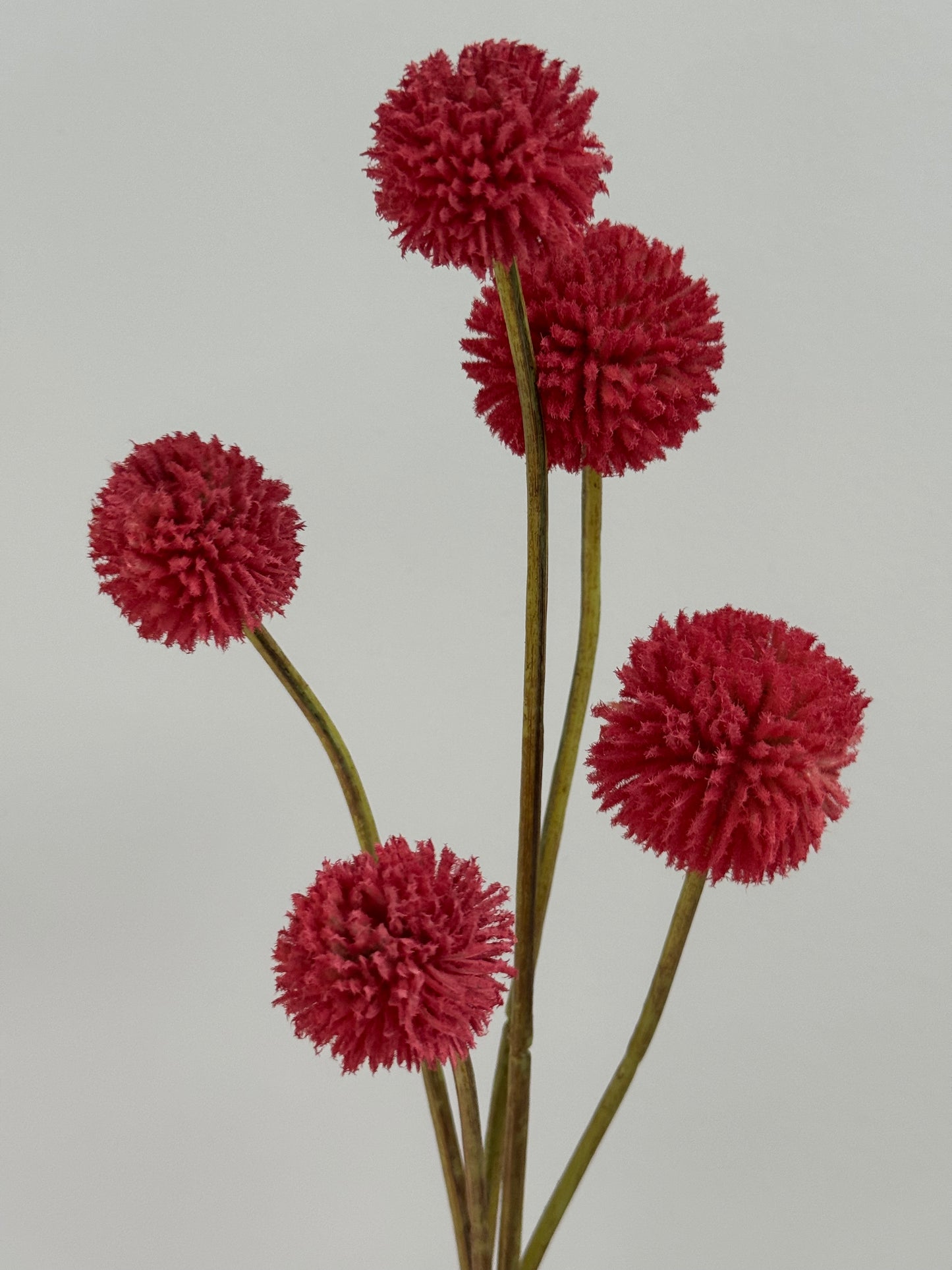 Billy Buttons-Salmon