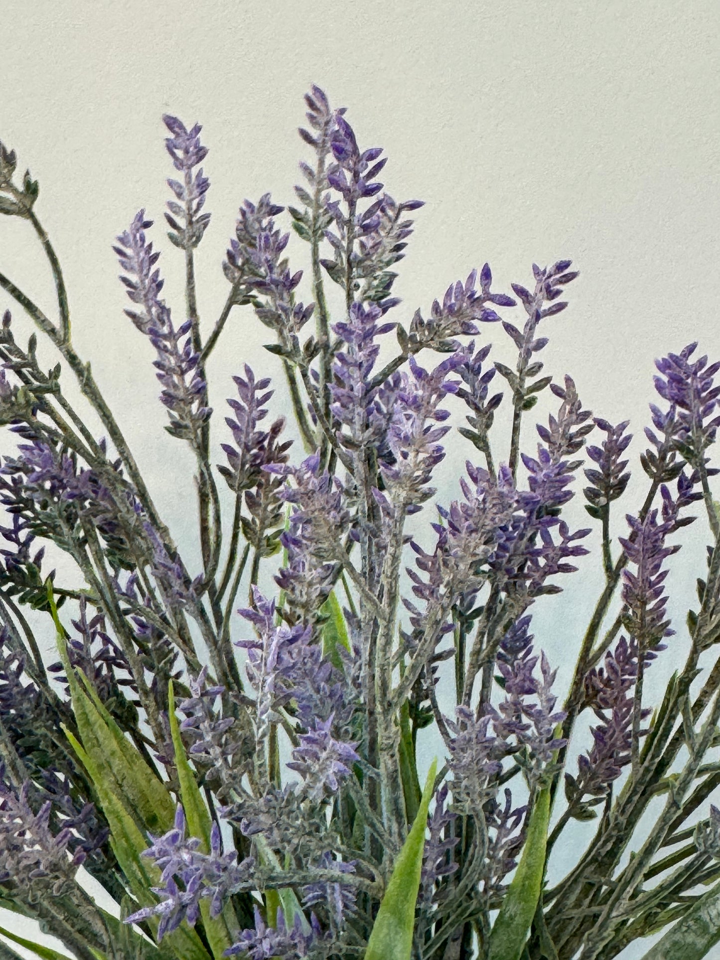 Lavender Bush