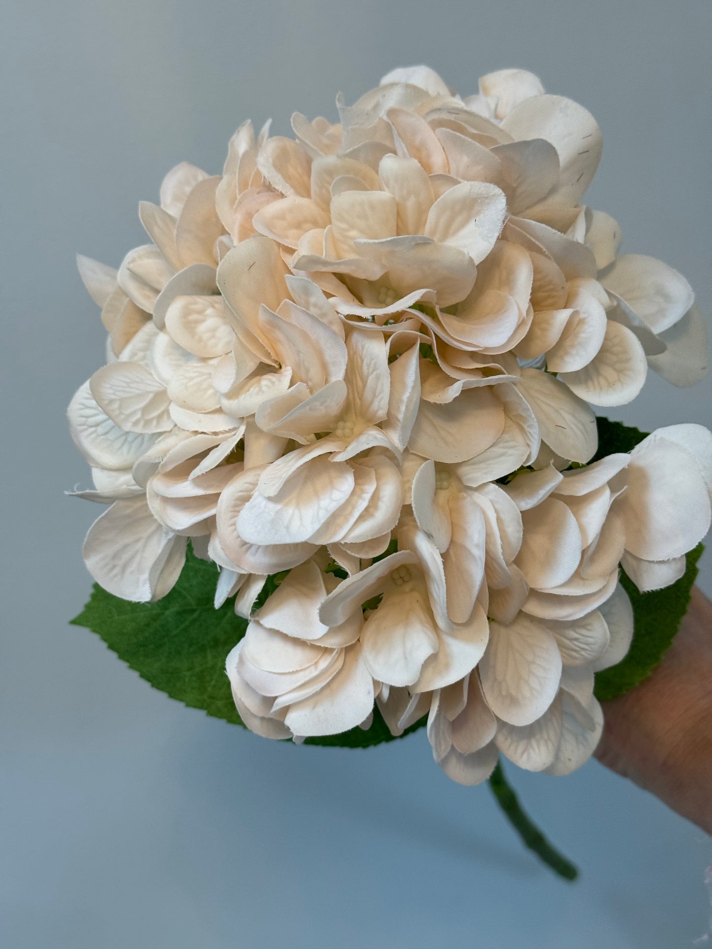 Hydrangea-Ivory