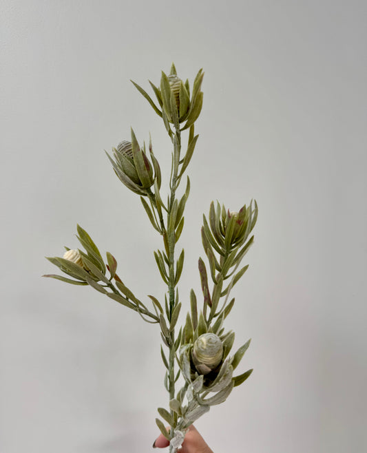 Leucadendron nut spray