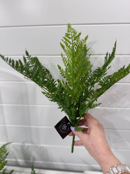 Leather fern bush