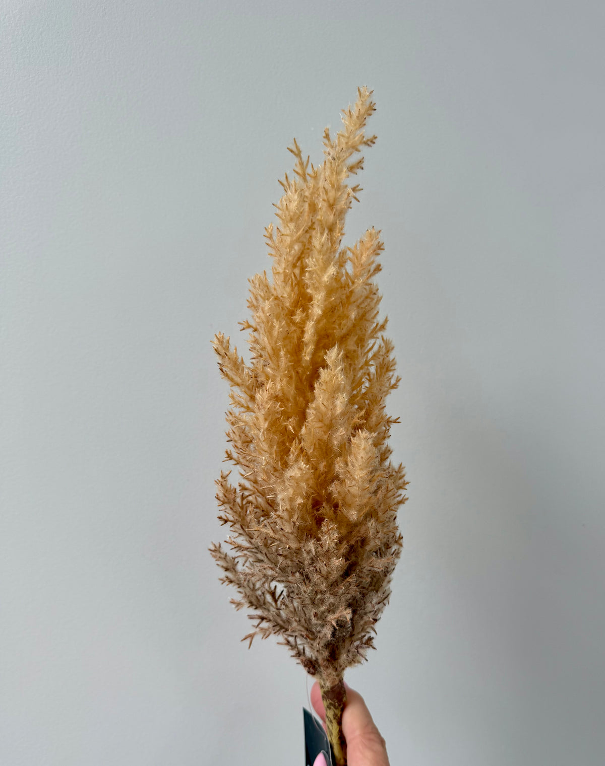 Plume Grass Tall-Coffee