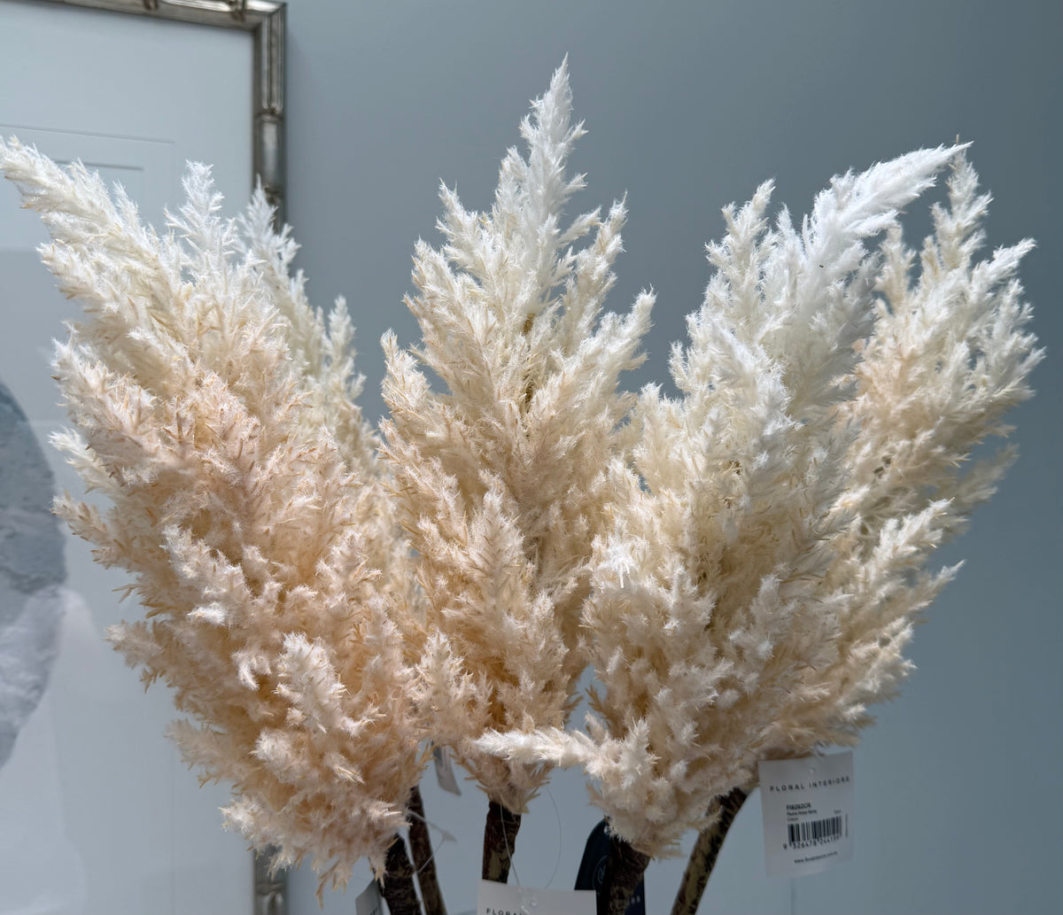 Plume Grass Tall-Cream