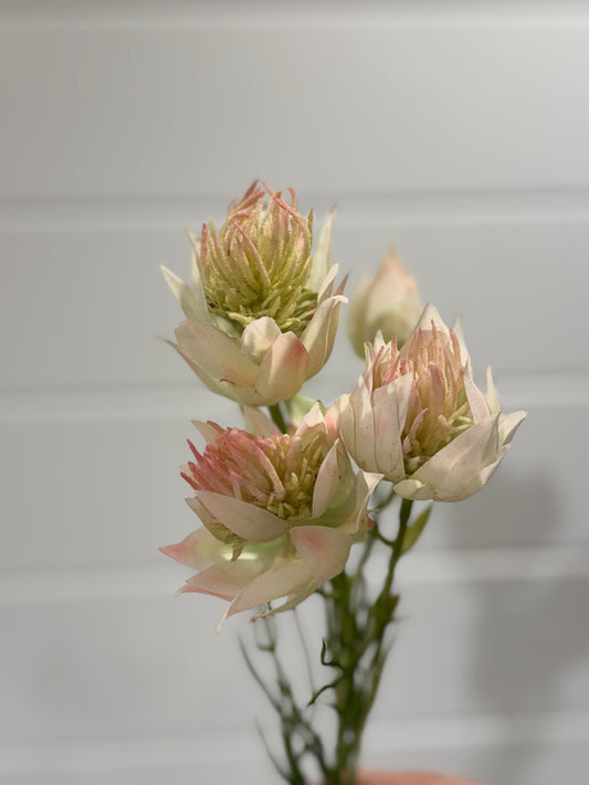 Blushing Bride-Light Pink