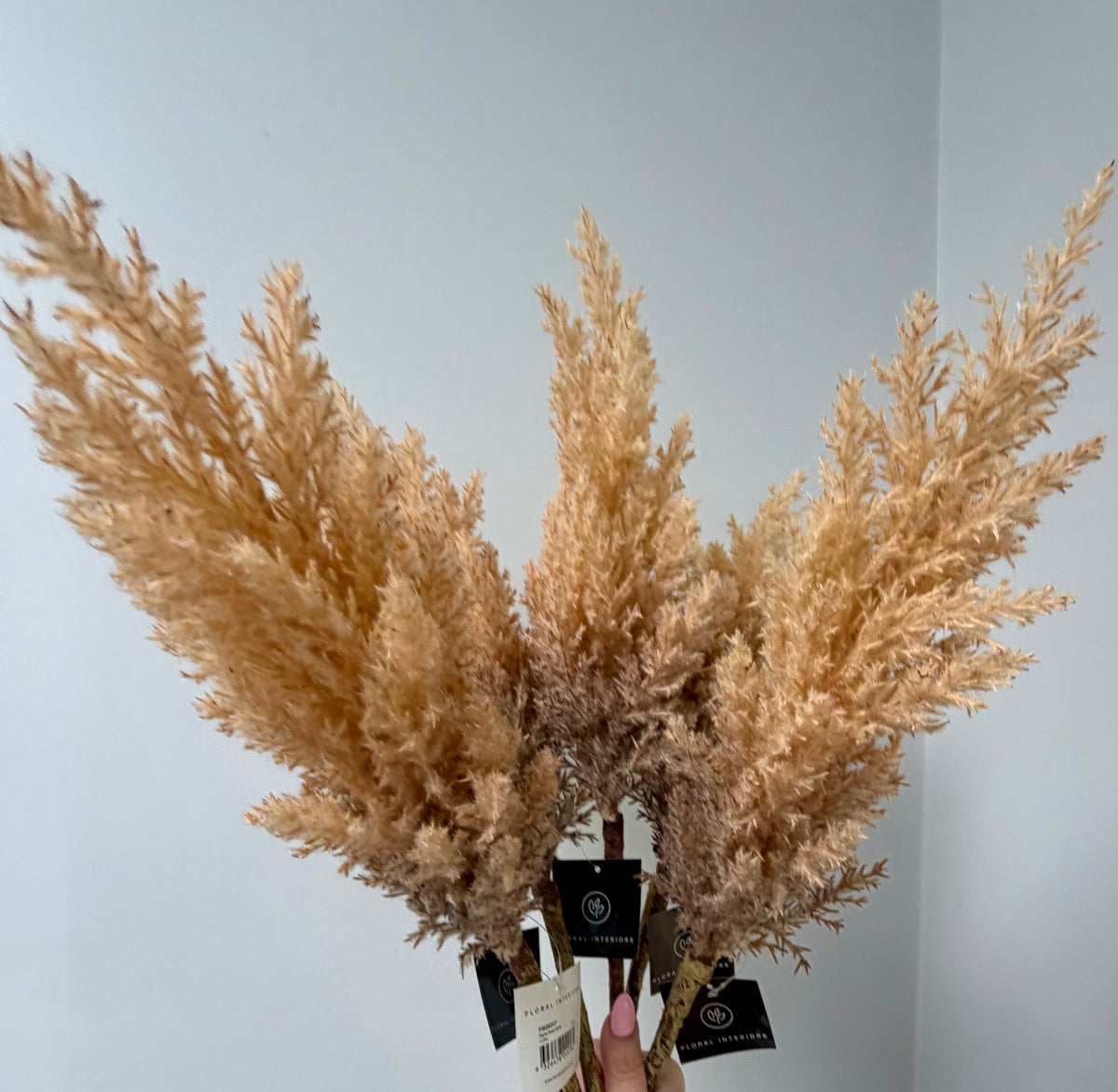 Plume Grass Tall-Coffee