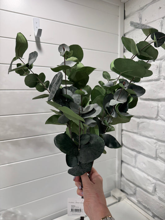 Silver Dollar bush-Green