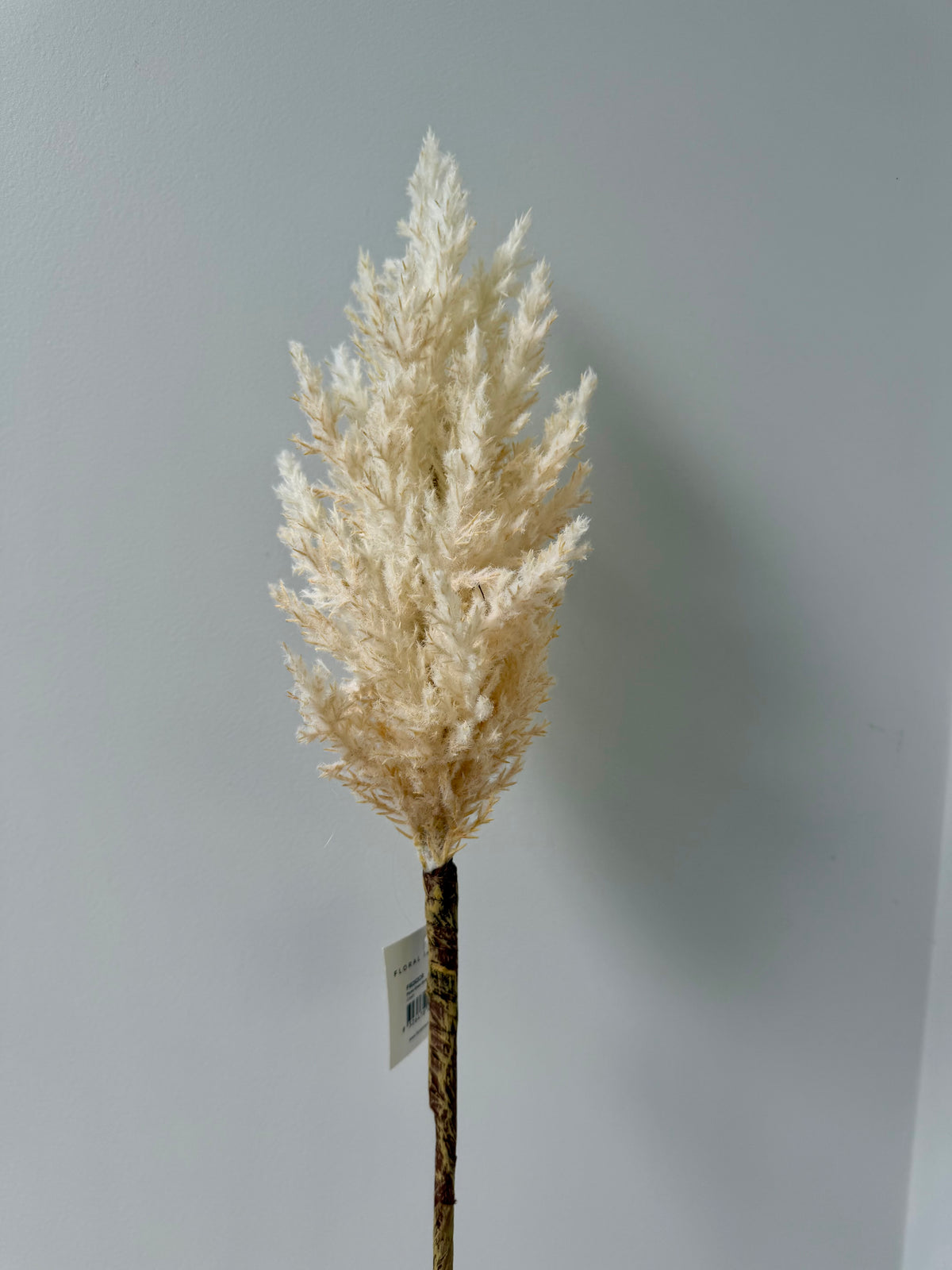 Plume Grass Tall-Cream