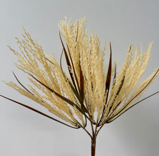 Plume grass-Cream