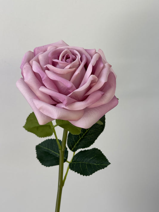 Bella Rose Bella-Lavender