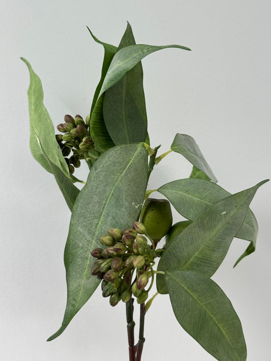 Eucalypt Pod & Seed stem