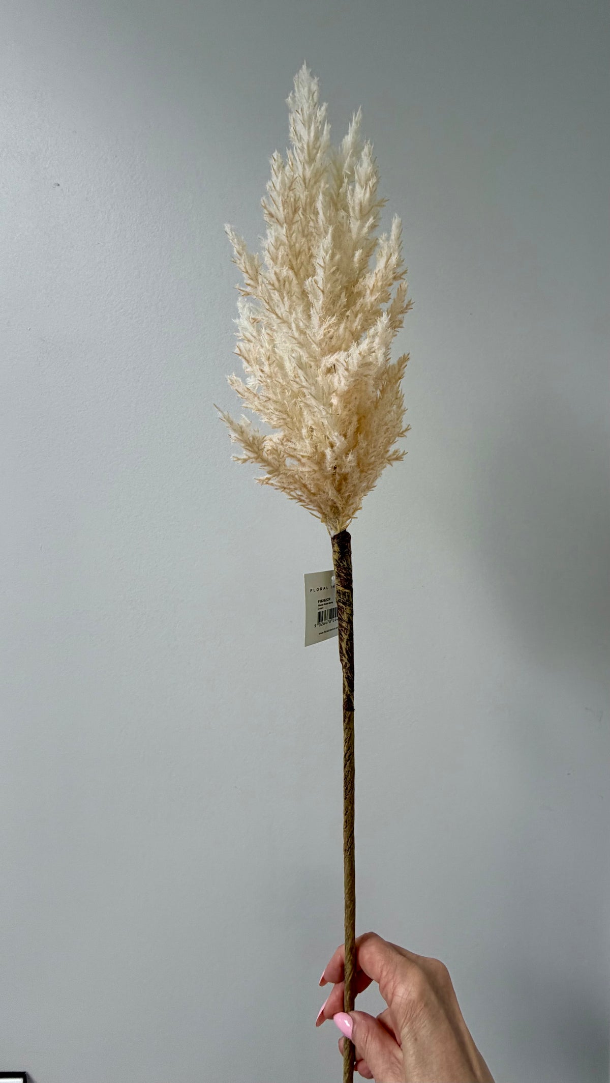 Plume Grass Tall-Cream