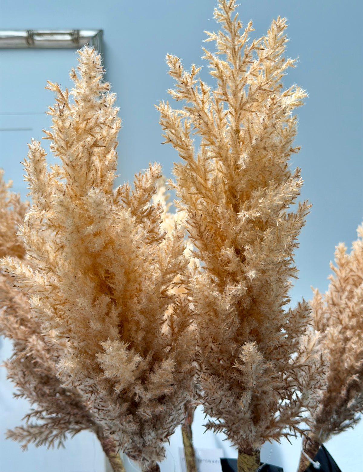 Plume Grass Tall-Coffee