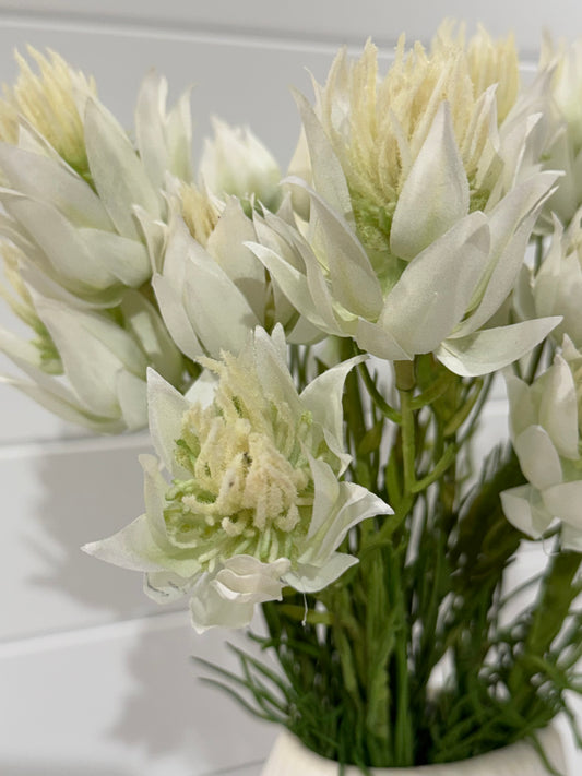 Blushing Bride-White