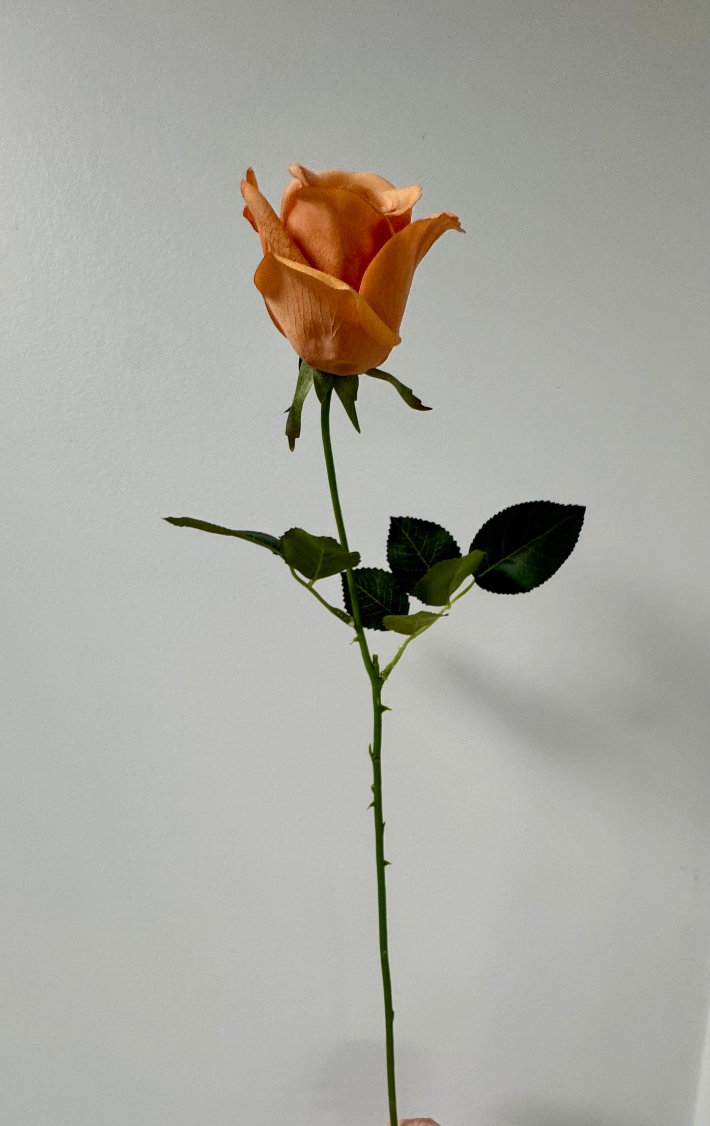 Yvie rose-Toffee