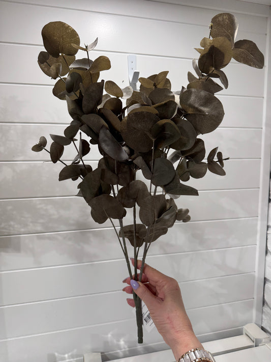 Silver Dollar bush-Coffee