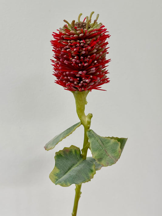Leucospermum- Red