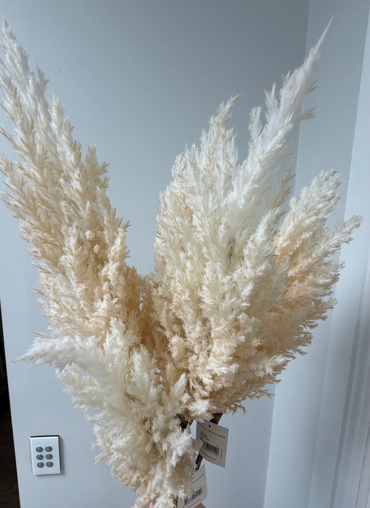 Plume Grass Tall-Cream