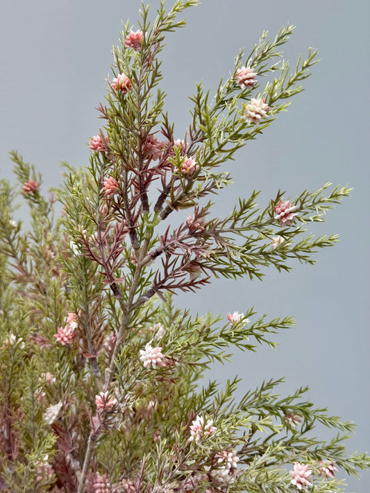 Pine seed spray