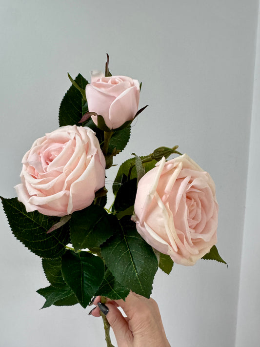 Sara rose-Soft Pink