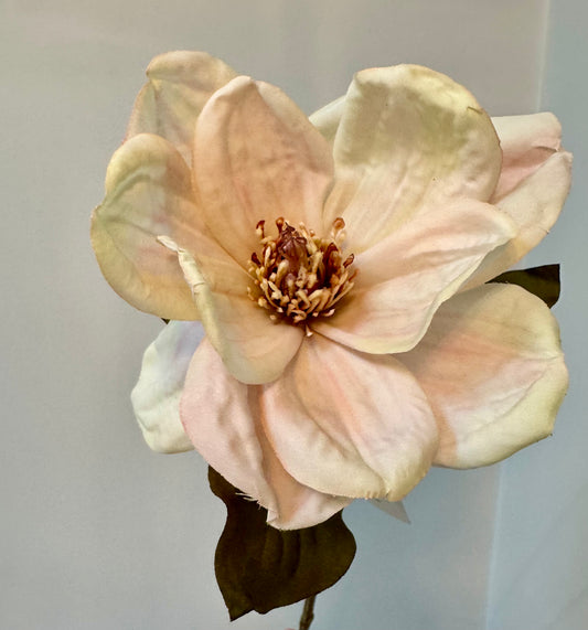 Magnolia-Cream
