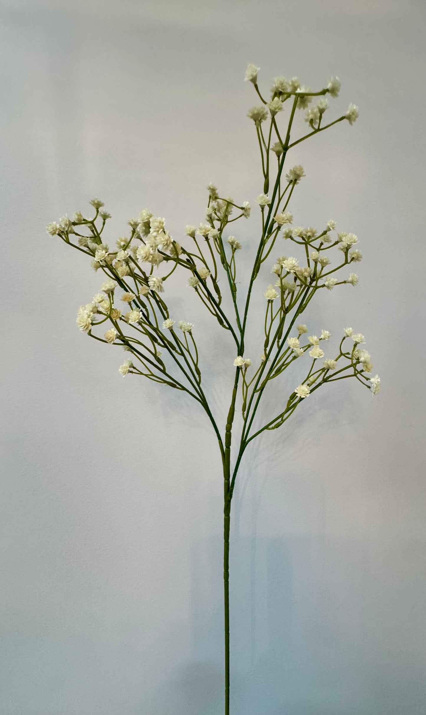 Baby's Breath